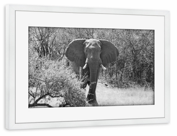 Poster mit Rahmen weiß "Elefanten Bulle in Zimbabwe" artboxONE - Tiere,Schwarzweiß,Reise / Afrika - Elefant,Bulle,Dickhäuter,Zimbabwe