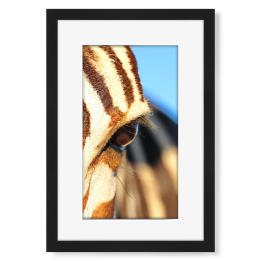 Zebra Eye