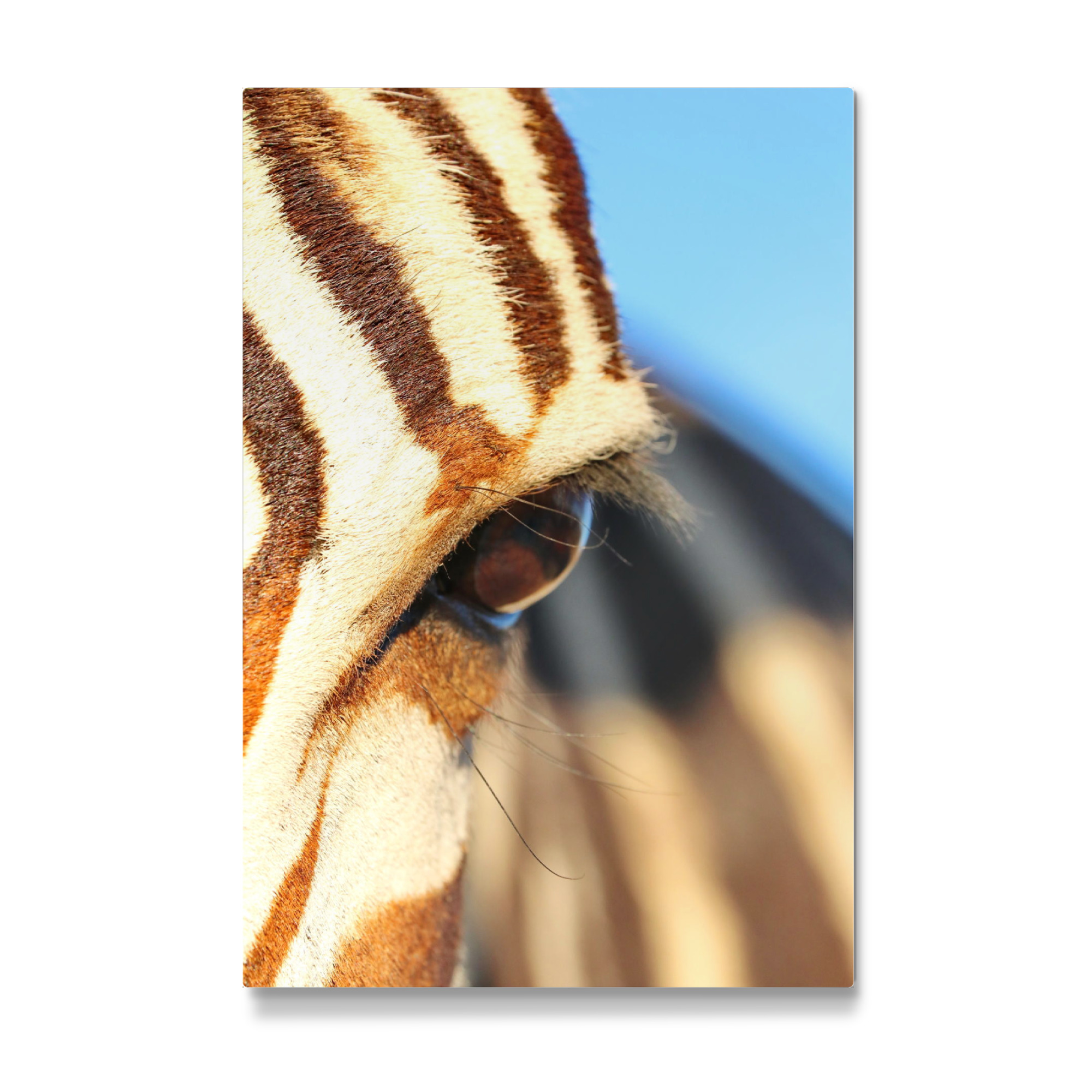 Galerie-Print "Zebra Eye" 30x20 cm artboxONE