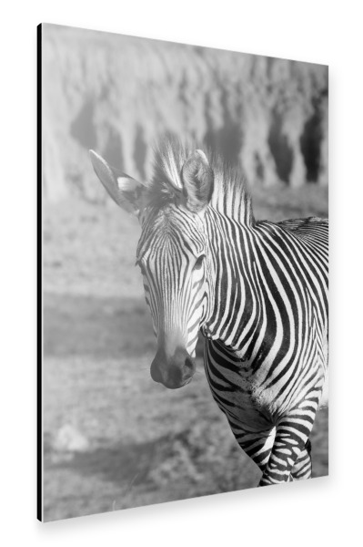 Alu-Dibond "Berg Zebra Tanz" 30x20 cm artboxONE
