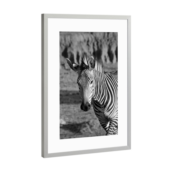 Poster mit Rahmen Silber "Berg Zebra Tanz" artboxONE - Tiere,Schwarzweiß,Reise / Afrika - Zebra,Afrika,Zebrastreifen