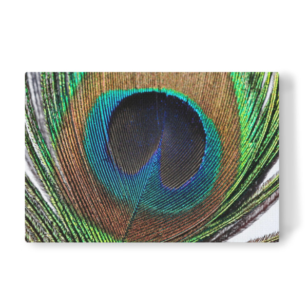Leinwandbild "Pfauenfeder makro" artboxONE - Tiere,Abstrakt - Pfau,Feder