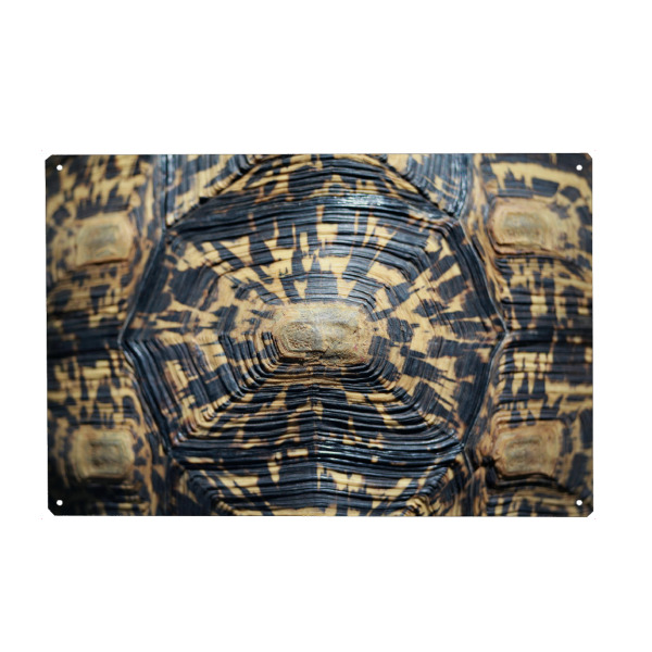 Holzbild "Schildkröten Panzer" artboxONE - Tiere,Reise / Afrika - Pattern,Schildkröte,Muster,Panzer
