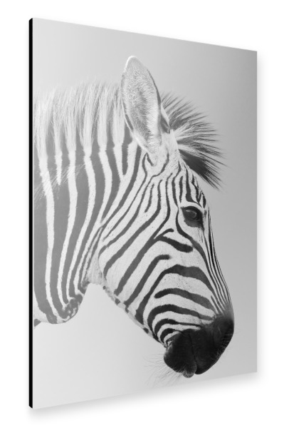 Alu-Dibond "Zebra: Bin ganz Ohr" 30x20 cm artboxONE