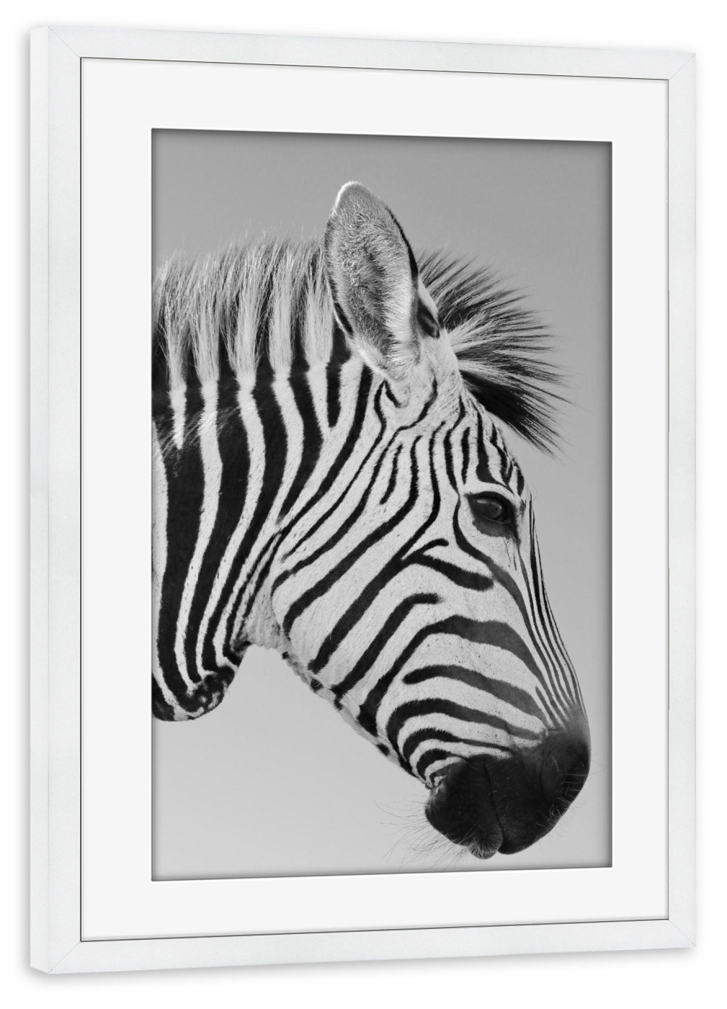 Poster mit Rahmen weiß "Zebra: Bin ganz Ohr" artboxONE - Tiere,Schwarzweiß,Reise / Afrika - Zebra,Steifen,Afrika