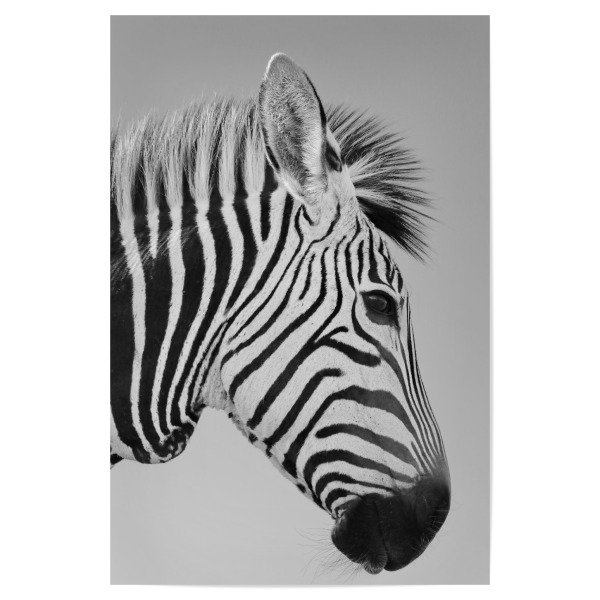 Poster "Zebra: Bin ganz Ohr" artboxONE - Tiere,Schwarzweiß,Reise / Afrika - Zebra,Steifen,Afrika
