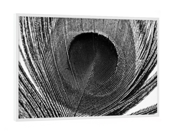 Poster mit weißem Rahmen "Pfauenfeder Nahaufnahme" artboxONE - Tiere,Abstrakt,Schwarzweiß - Feder,Pfau