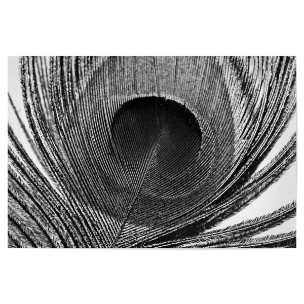 Poster 30x20 cm "Pfauenfeder Nahaufnahme" artboxONE - Tiere,Abstrakt,Schwarzweiß - Feder,Pfau