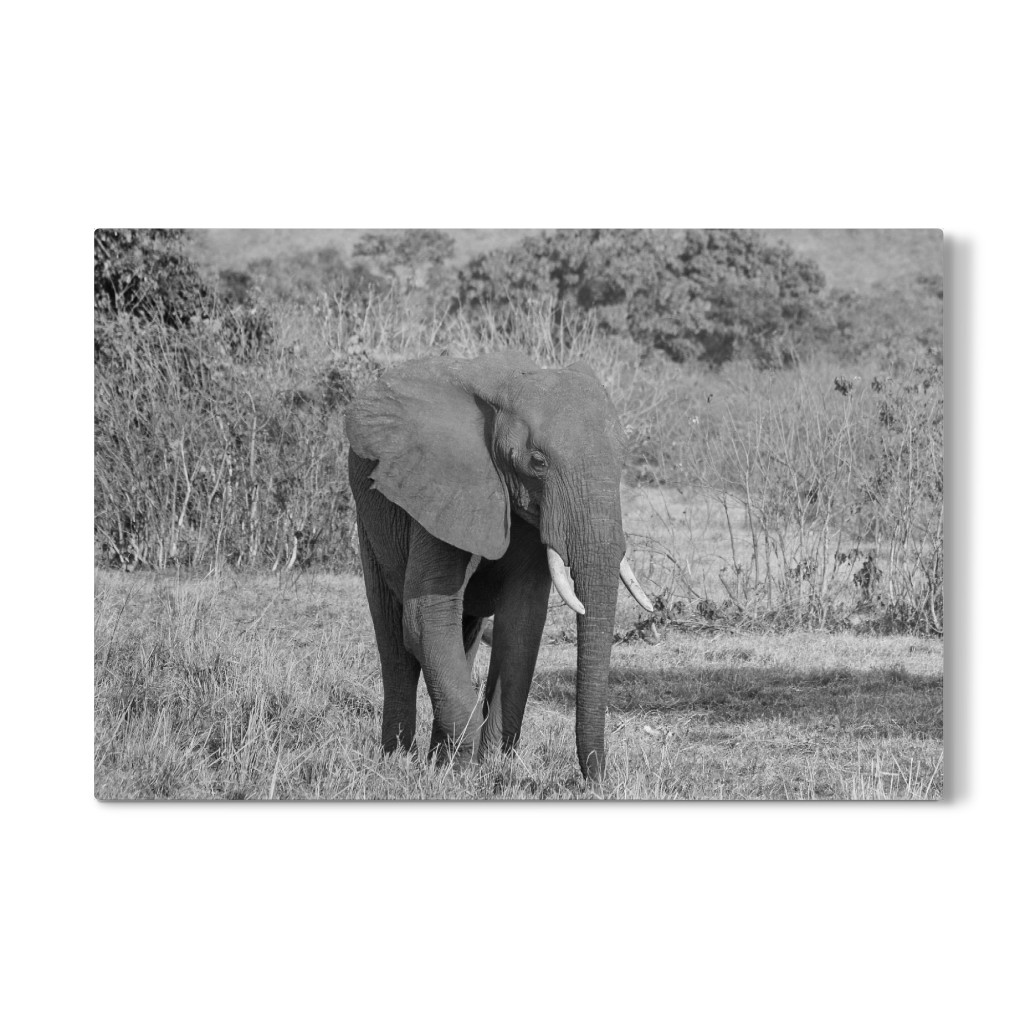 Galerie-Print "Großer Elefantenbulle in Zimbabwe" 30x20 cm artboxONE