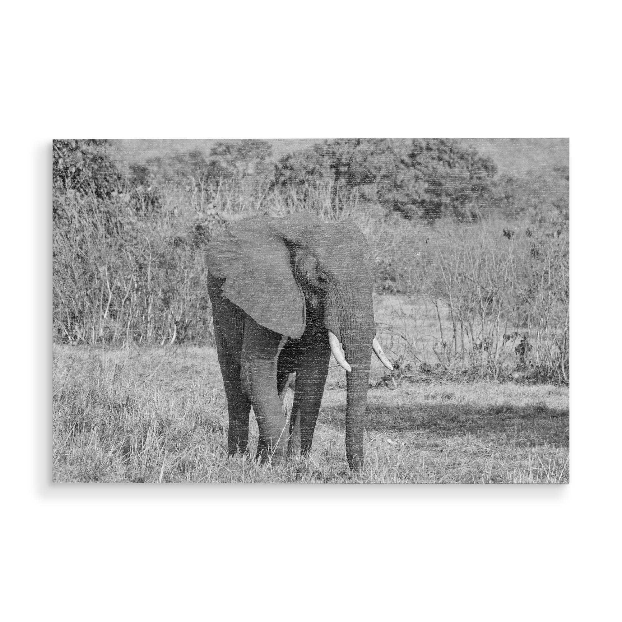 Holzbild "Großer Elefantenbulle in Zimbabwe" artboxONE - Tiere,Schwarzweiß,Reise / Afrika - Elefant,Bulle,Dickhäuter,Zimbabwe