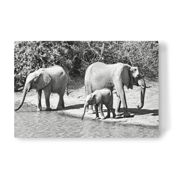 Leinwandbild "Elefanten Familie am Ufer" artboxONE - Tiere,Schwarzweiß,Reise / Afrika - Elefant,Zimbabwe,Elfenbein,Familie,Natur,Wasserstelle