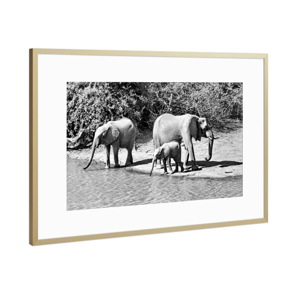 Poster mit Rahmen Gold "Elefanten Familie am Ufer" artboxONE - Tiere,Schwarzweiß,Reise / Afrika