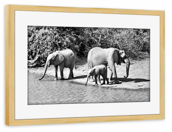 Poster mit Rahmen kiefer "Elefanten Familie am Ufer" artboxONE - Tiere,Schwarzweiß,Reise / Afrika