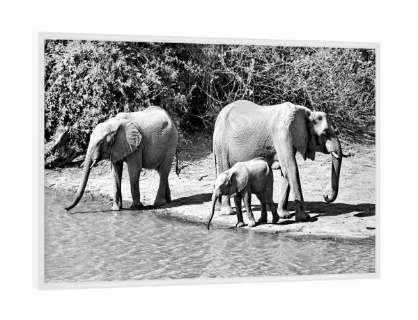 Poster mit weißem Rahmen "Elefanten Familie am Ufer" artboxONE - Tiere,Schwarzweiß,Reise / Afrika