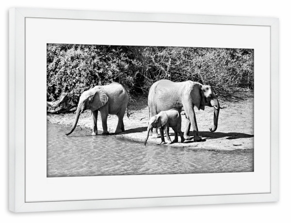 Poster mit Rahmen weiß "Elefanten Familie am Ufer" artboxONE - Tiere,Schwarzweiß,Reise / Afrika