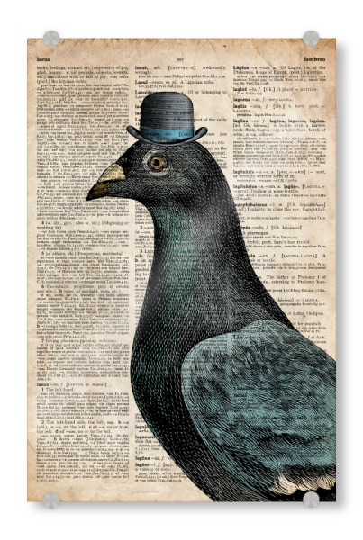 Acrylglasbild "Taube in einem Hut" artboxONE - Tiere - Hut,Vogel,Tier,Wörterbuch,Antik,Vintage,Taube,Gentleman