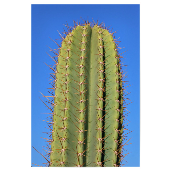 Poster 30x20 cm "Kaktus Portrait" artboxONE - Reise / Afrika - Kaktus