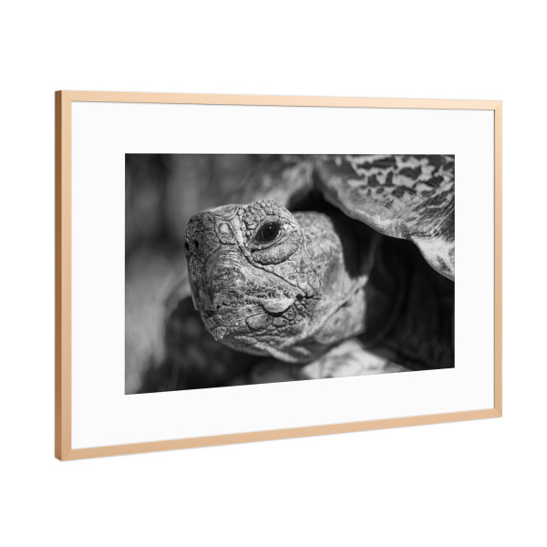Poster mit Rahmen Kupfer "Schildkröten Kopf" artboxONE - Tiere,Schwarzweiß,Reise / Afrika - Schilkröte