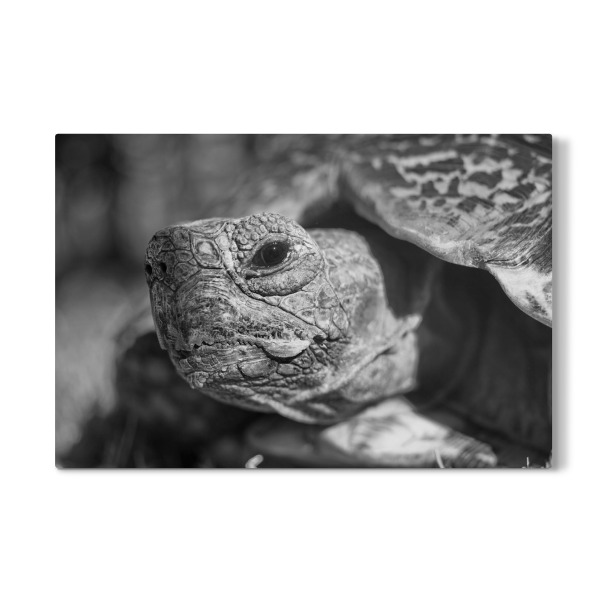 Galerie-Print "Schildkröten Kopf" 30x20 cm artboxONE