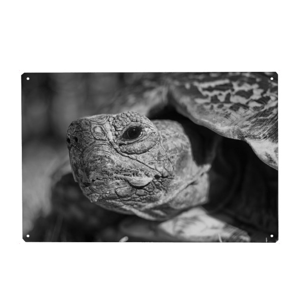 Metall Poster "Schildkröten Kopf" artboxONE - Tiere,Schwarzweiß,Reise / Afrika - Schilkröte - Blechschild