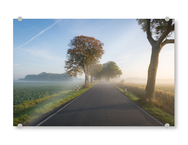 Acrylglasbild "Herbstallee auf Rügen" artboxONE - Natur,Reise - Straße,Herbst,Bäume,Mecklenburg-vorpommern,Deutschland