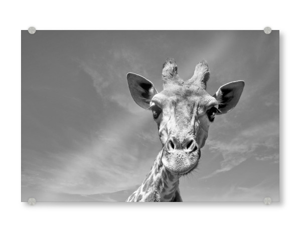 Acrylglasbild "Neugierige Giraffe" artboxONE - Tiere,Schwarzweiß,Reise / Afrika - Giraffe,Afrika
