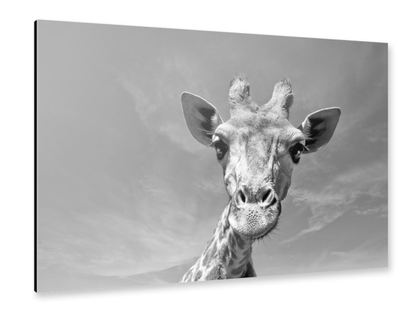 Alu-Dibond "Neugierige Giraffe" 30x20 cm artboxONE