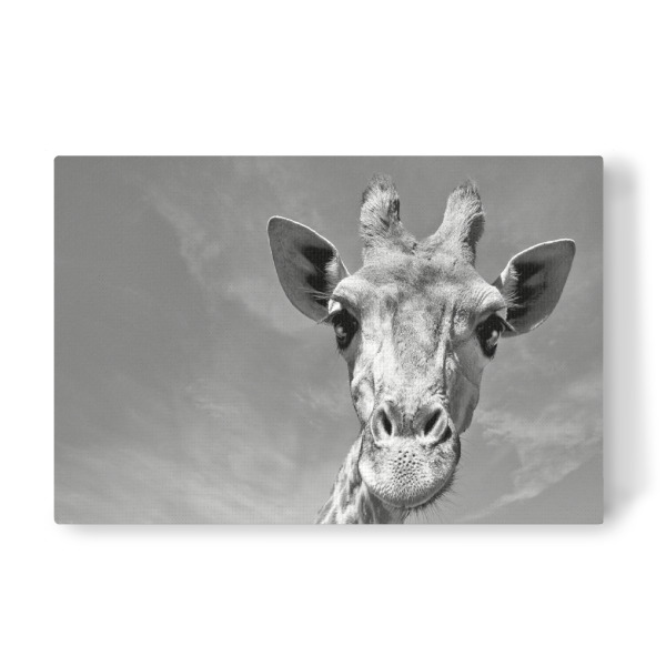 Leinwandbild "Neugierige Giraffe" artboxONE - Tiere,Schwarzweiß,Reise / Afrika - Giraffe,Afrika