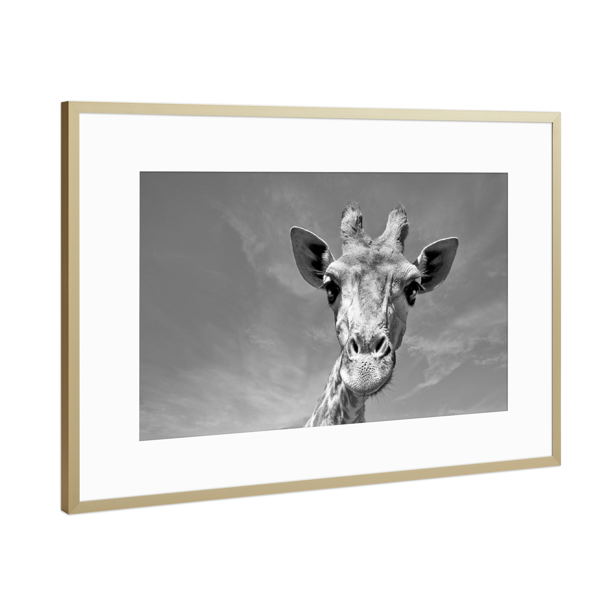 Poster mit Rahmen Gold "Neugierige Giraffe" artboxONE - Tiere,Schwarzweiß,Reise / Afrika - Giraffe,Afrika