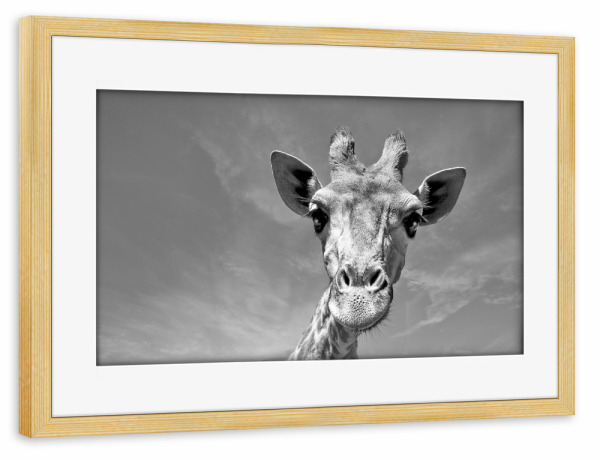 Poster mit Rahmen kiefer "Neugierige Giraffe" artboxONE - Tiere,Schwarzweiß,Reise / Afrika - Giraffe,Afrika