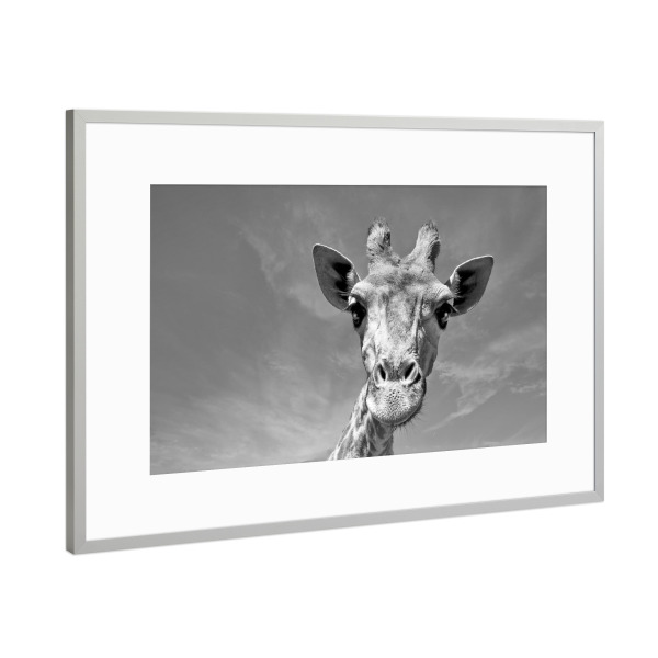 Poster mit Rahmen Silber "Neugierige Giraffe" artboxONE - Tiere,Schwarzweiß,Reise / Afrika - Giraffe,Afrika