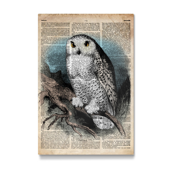 Galerie-Print "Schnee-Eule" 30x20 cm artboxONE