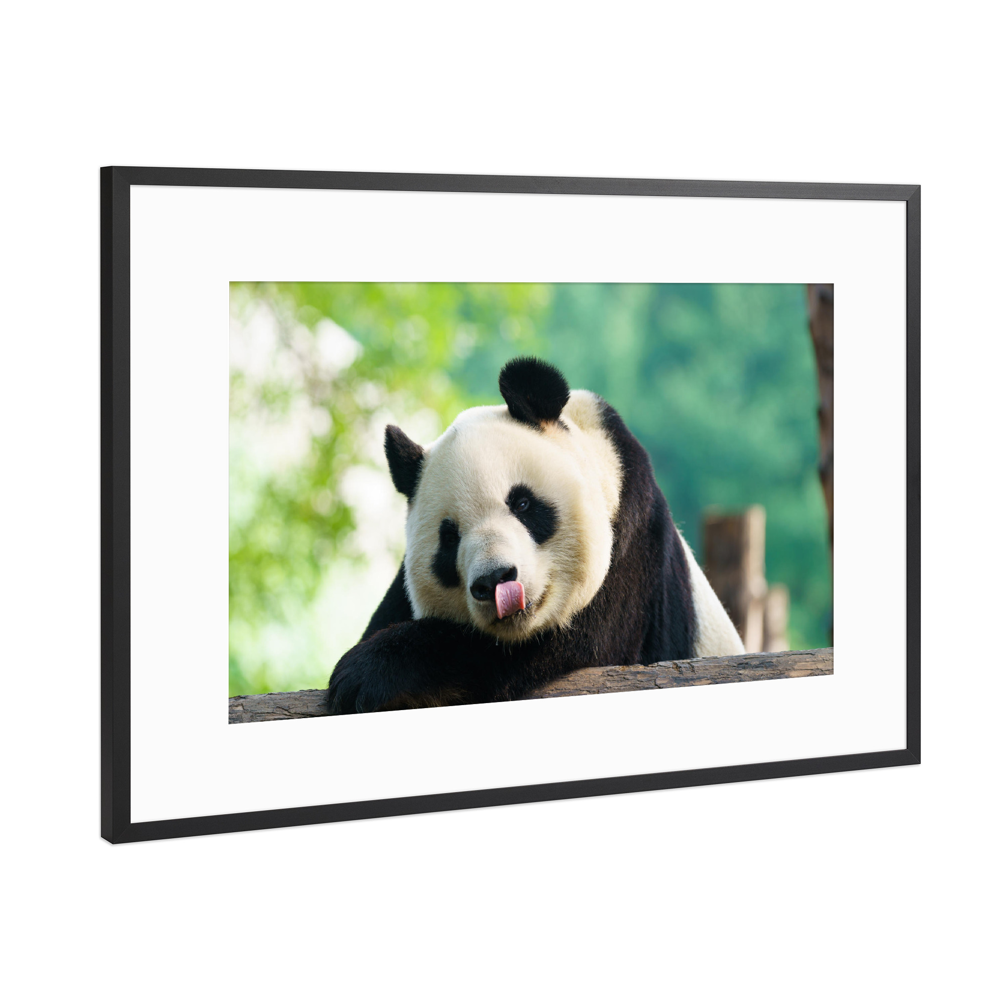 Poster mit Rahmen Schwarz (Metallic) "Pandabär" artboxONE - Reise,Tiere,Reise / Asien,Reise / Länder