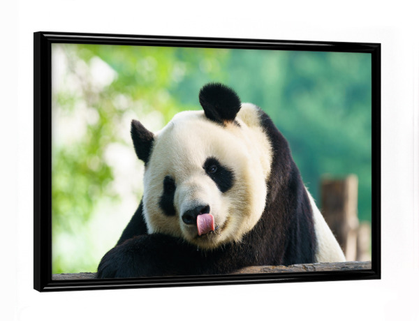 Poster mit schwarzem Rahmen "Pandabär" artboxONE - Reise,Tiere,Reise / Asien,Reise / Länder - Panda,Portrait,China,Peking,Zoo,Bear,Asien,Asia,Animal