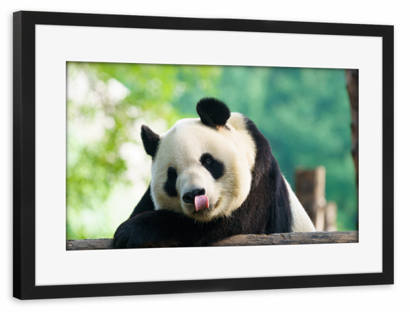 Poster mit Rahmen schwarz "Pandabär" artboxONE - Reise,Tiere,Reise / Asien,Reise / Länder - Panda,Portrait,China,Peking,Zoo,Bear,Asien,Asia,Animal