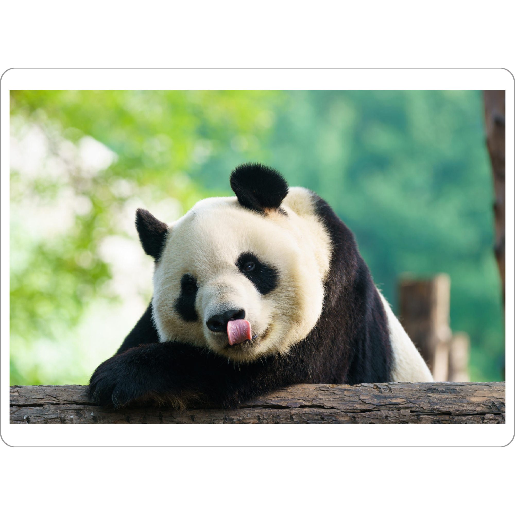Tischset "Pandabär" artboxONE - Reise,Tiere,Reise / Asien,Reise / Länder - Panda,Portrait,China,Peking,Zoo,Bear,Asien,Asia,Animal - Bild panda