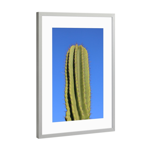 Poster mit Rahmen Silber "Grüner Kaktus in Afrika" artboxONE - Reise / Afrika - Kaktus