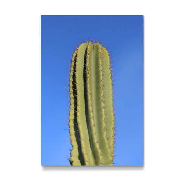 Galerie-Print "Grüner Kaktus in Afrika" 30x20 cm artboxONE
