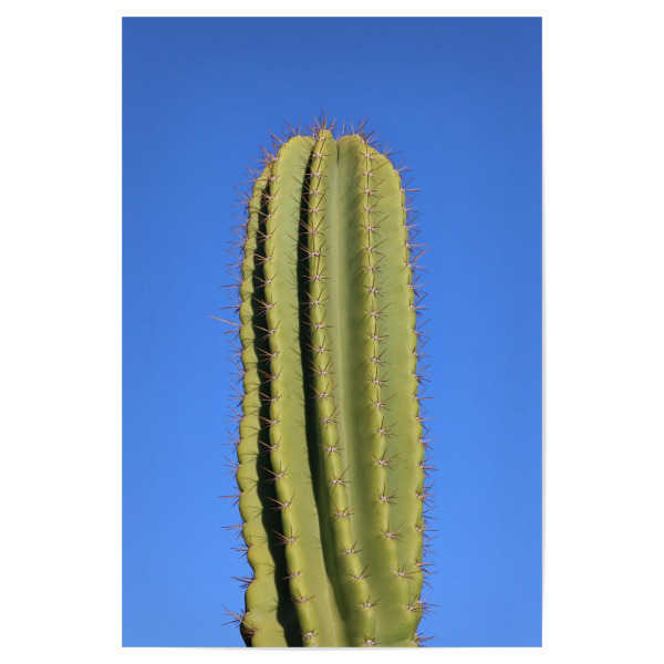Poster "Grüner Kaktus in Afrika" artboxONE - Reise / Afrika - Kaktus