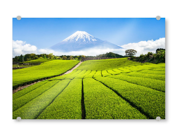 Acrylglasbild "Berg Fuji mit Teefeld, Japan" artboxONE - Natur,Reise / Asien