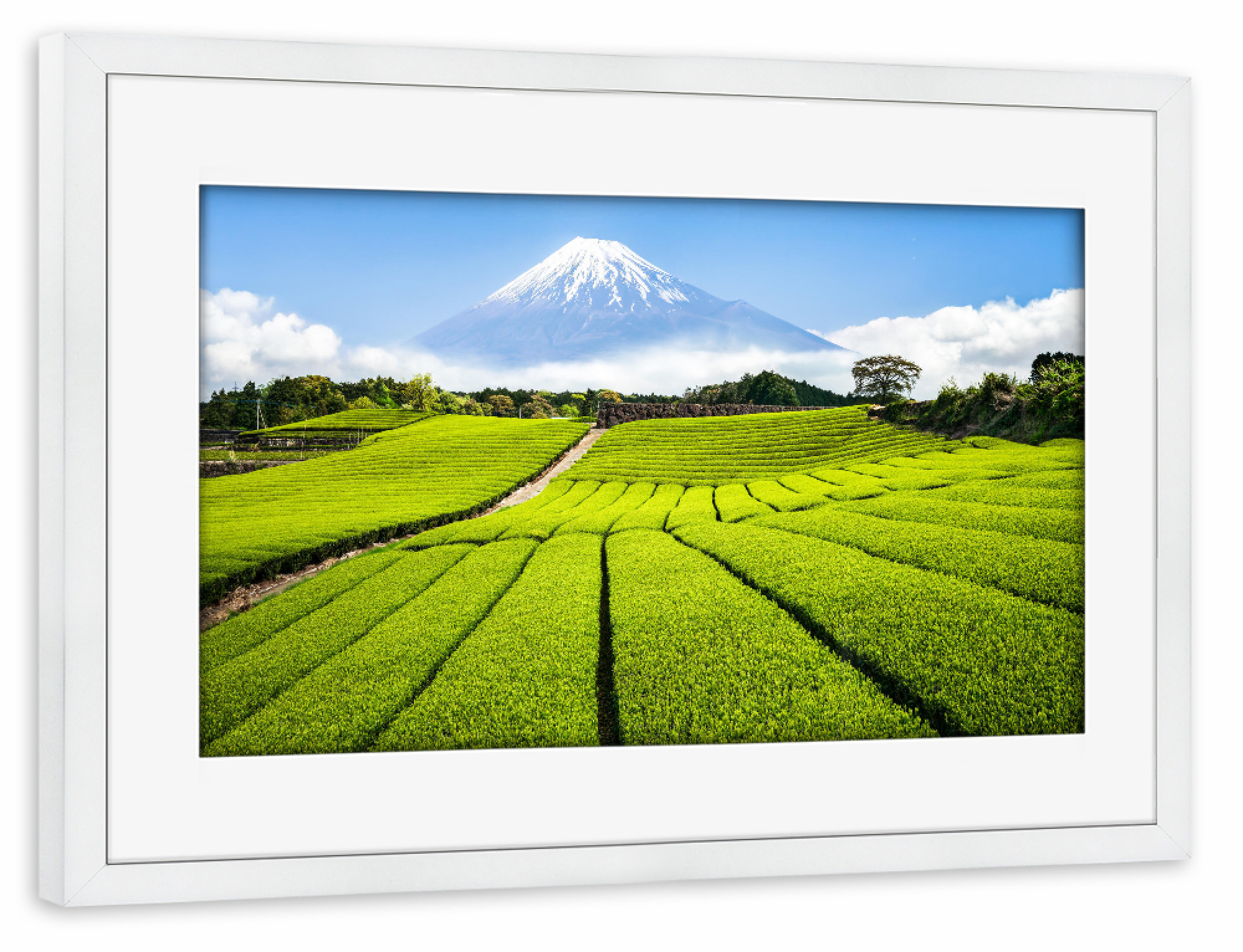 Poster mit Rahmen weiß "Berg Fuji mit Teefeld, Japan" artboxONE - Natur,Reise / Asien