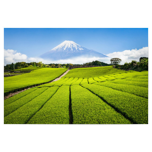 Berg Fuji mit Teefeld, Japan