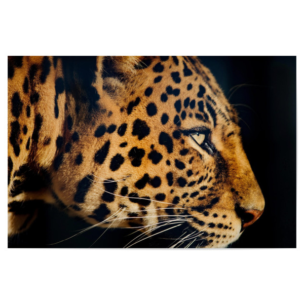 Poster 30x20 cm "Leopard in der Nacht" artboxONE - Tiere,Reise / Afrika - Leopard,Nacht,Afrika,Katze