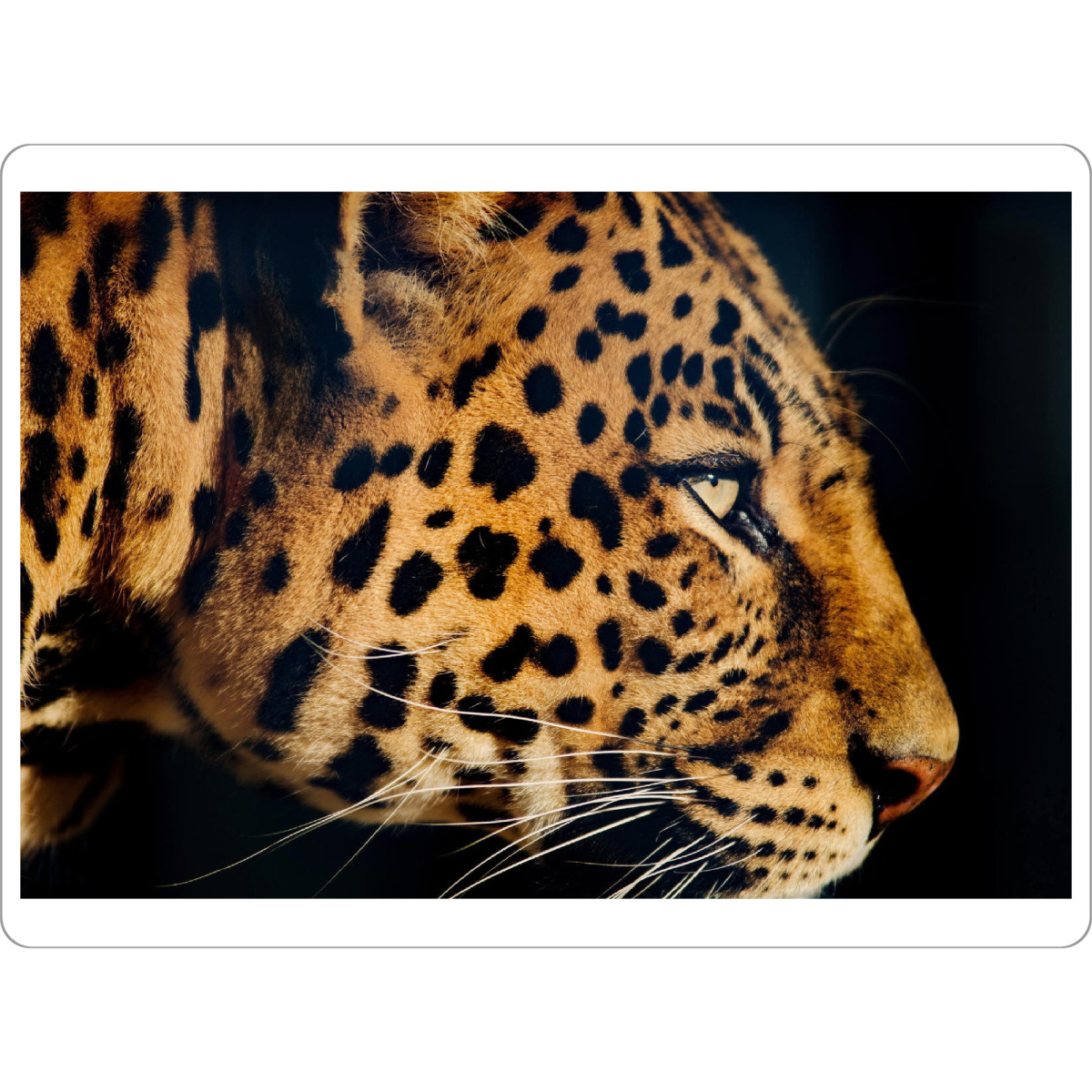 Tischset "Leopard in der Nacht" artboxONE - Tiere,Reise / Afrika - Leopard,Nacht,Afrika,Katze - Bild leopard