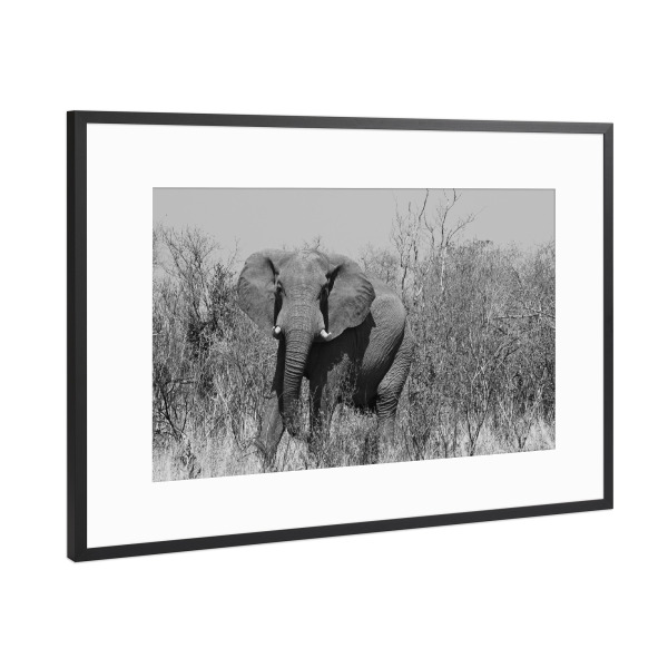 Poster mit Rahmen Schwarz (Metallic) "Elefant in Zimbabwe" artboxONE - Tiere,Schwarzweiß,Reise / Afrika - Elefant,Zimbabwe,Dickhäuter