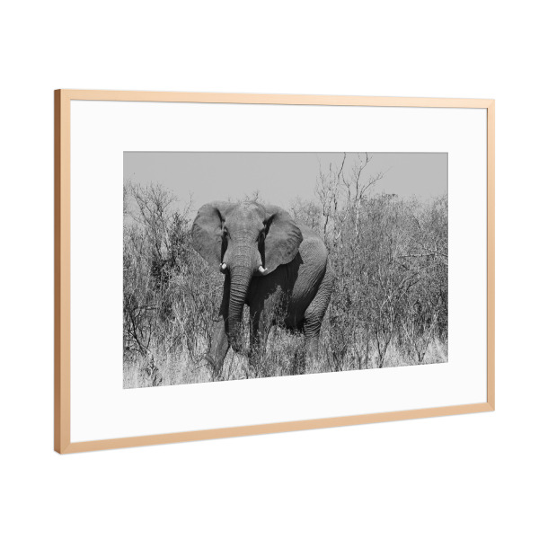 Poster mit Rahmen Kupfer "Elefant in Zimbabwe" artboxONE - Tiere,Schwarzweiß,Reise / Afrika - Elefant,Zimbabwe,Dickhäuter