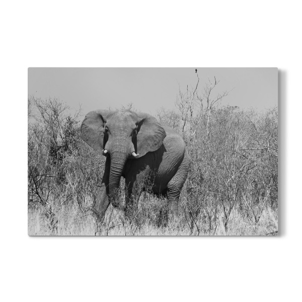 Galerie-Print "Elefant in Zimbabwe" 30x20 cm artboxONE