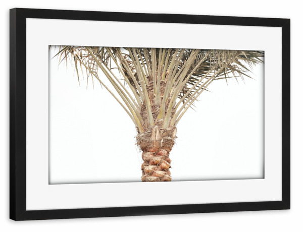 Poster mit Rahmen schwarz "PALMYRA" artboxONE - Natur,Reise,Floral - Palme,Exotic,Tree,Baum,Wüste,Sand,Oase,Style,Cool,Look,Minimal,Palm