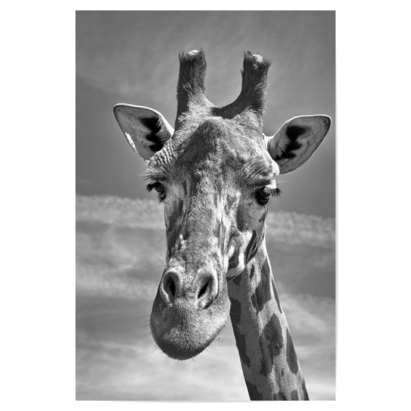 Poster 30x20 cm "Giraffe in den Wolken" artboxONE - Natur,Tiere,Schwarzweiß,Reise / Afrika,Lustig - Giraffe,Wolken,Himmel,Afrika