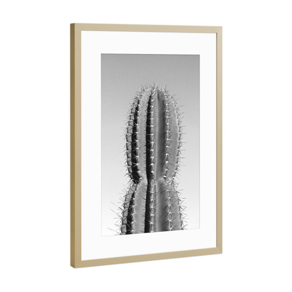 Poster mit Rahmen Gold "Stacheliger Kaktus schwarzweiß" artboxONE - Schwarzweiß,Reise / Afrika - Kaktus